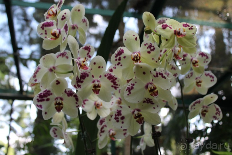Удивительно красивый сад орхидей!!!