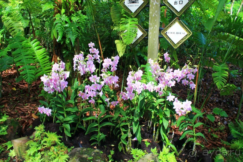 Удивительно красивый сад орхидей!!!