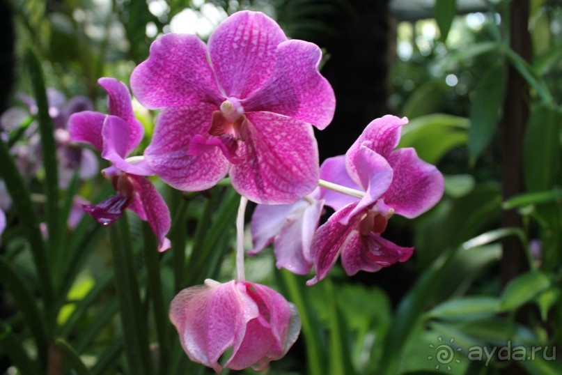 Удивительно красивый сад орхидей!!!