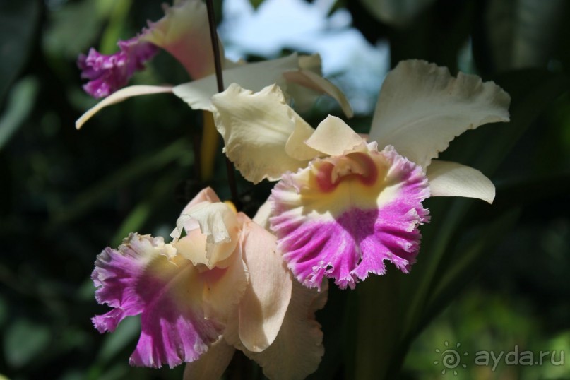 Удивительно красивый сад орхидей!!!