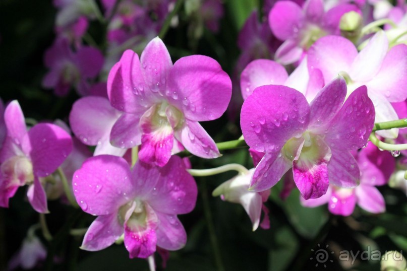 Удивительно красивый сад орхидей!!!