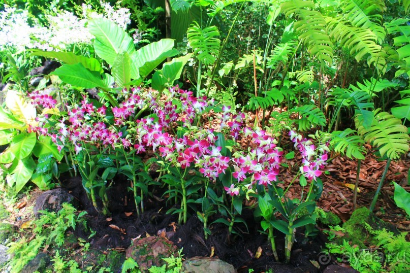 Удивительно красивый сад орхидей!!!