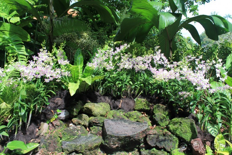 Удивительно красивый сад орхидей!!!