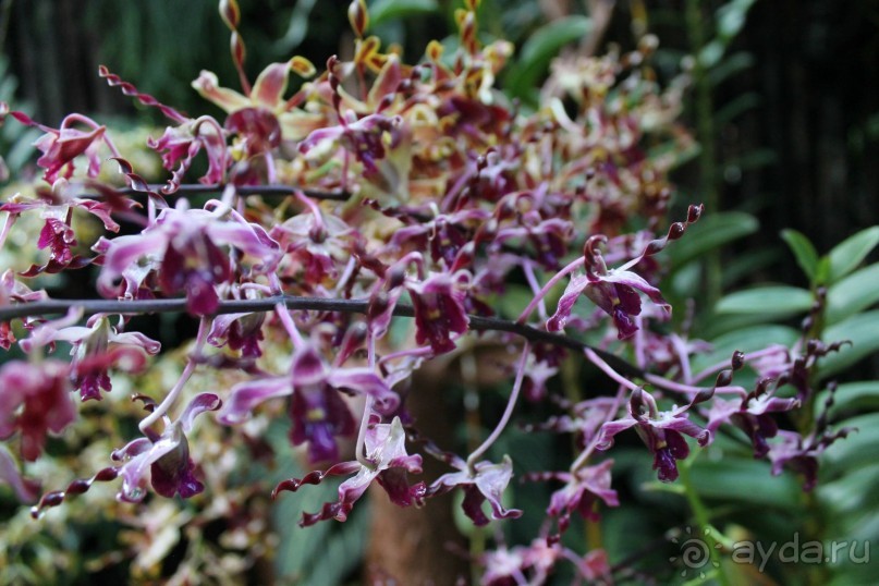 Удивительно красивый сад орхидей!!!