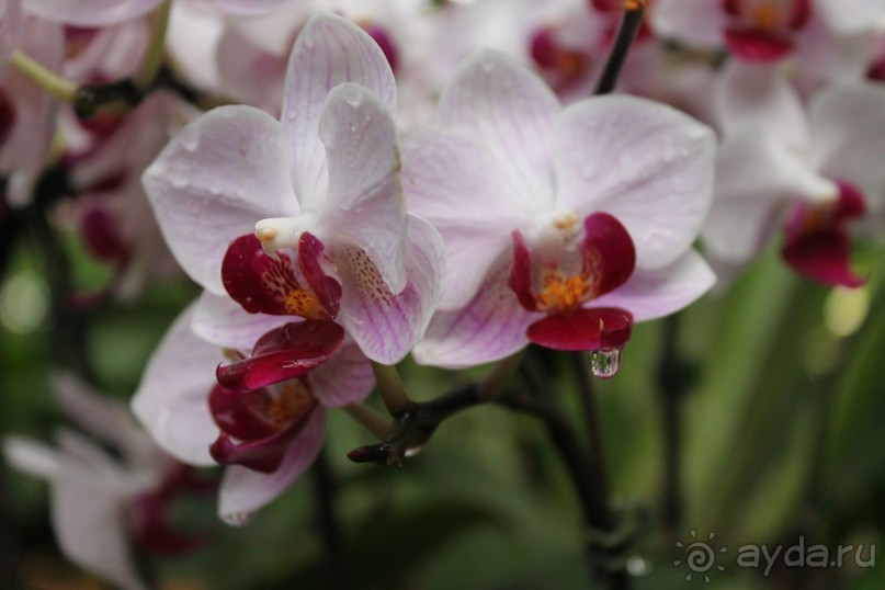 Удивительно красивый сад орхидей!!!