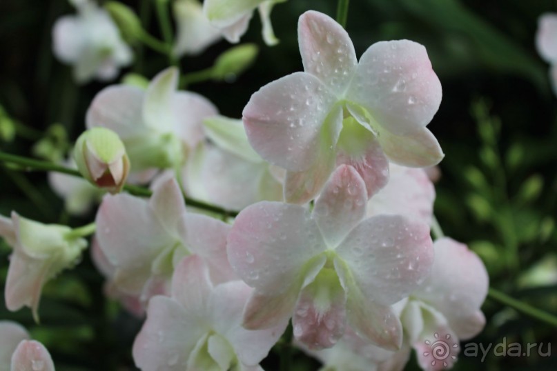 Удивительно красивый сад орхидей!!!