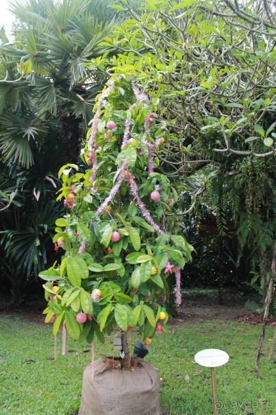 Удивительно красивый сад орхидей!!!