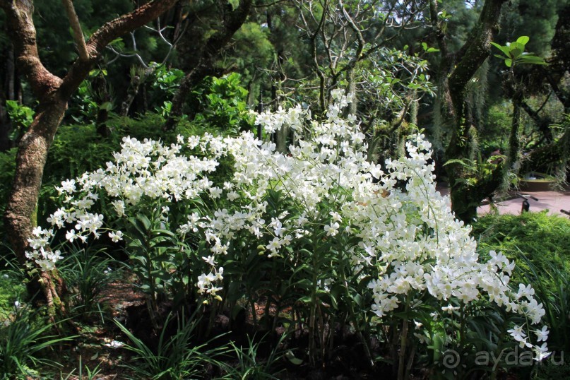 Удивительно красивый сад орхидей!!!