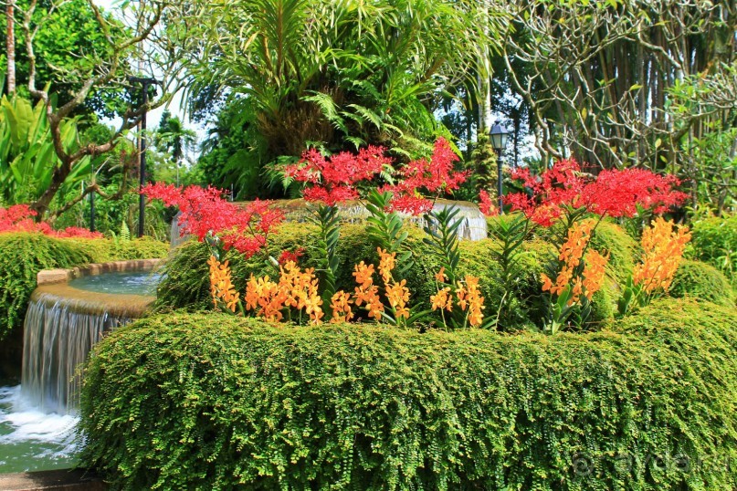 Удивительно красивый сад орхидей!!!