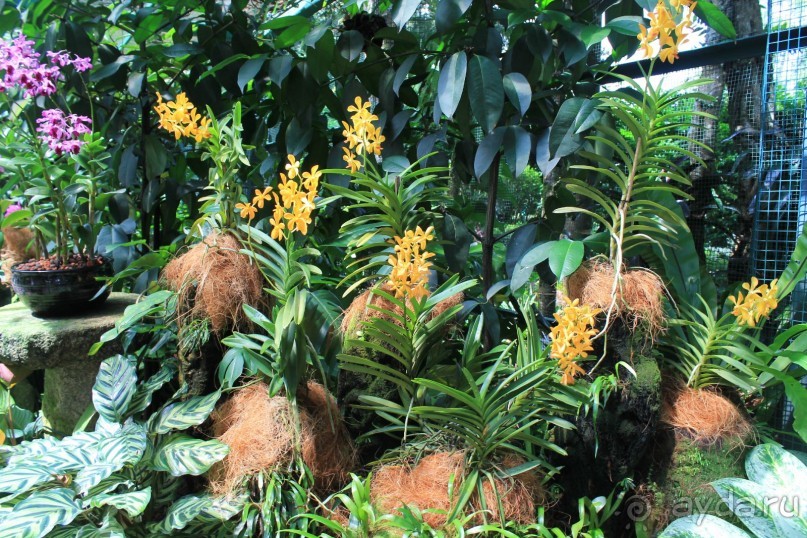 Удивительно красивый сад орхидей!!!