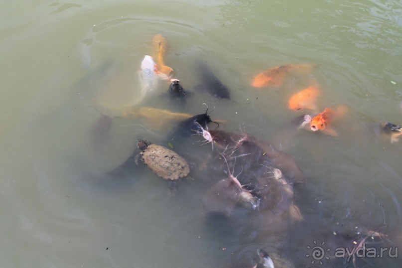 Удивительно красивый сад орхидей!!!