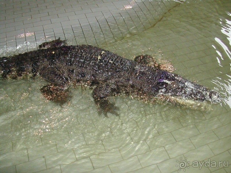 Что тайцу хорошо – то русскому…