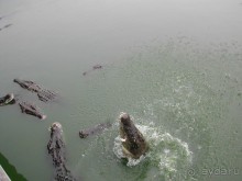 Что тайцу хорошо – то русскому…