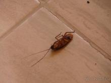 Египет-Шарм эль Шейк-Альбатрос аквапарк(Бора-Бора)