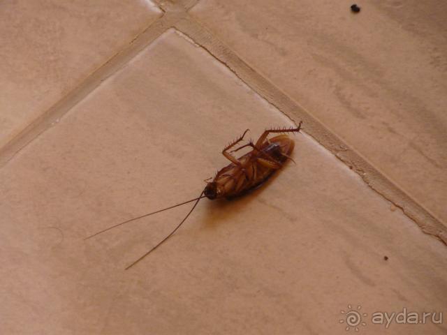 Египет-Шарм эль Шейк-Альбатрос аквапарк(Бора-Бора)