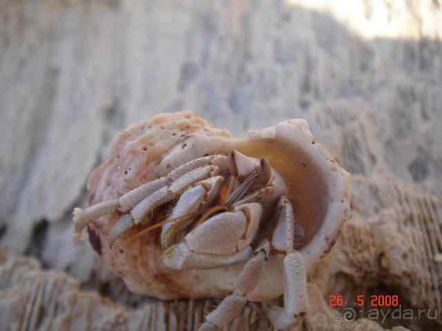 фото Pickalbatros Vita Resort - Portofino Marsa Alam