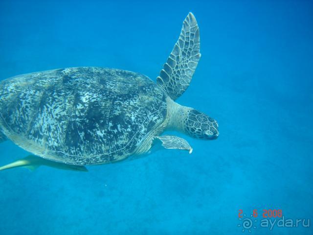 фото Pickalbatros Vita Resort - Portofino Marsa Alam
