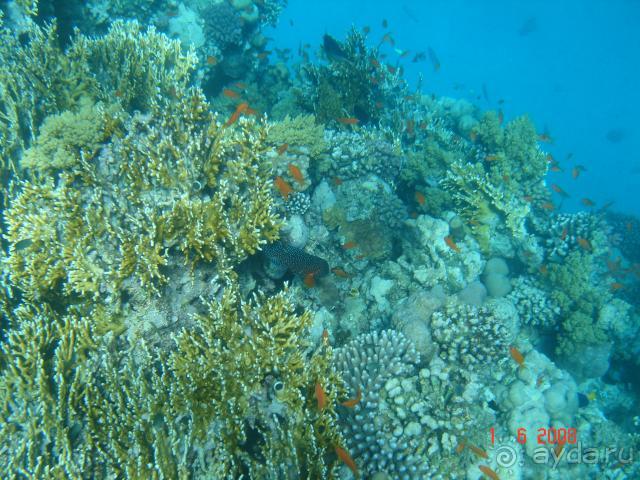 фото Pickalbatros Vita Resort - Portofino Marsa Alam