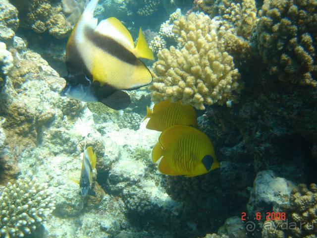 фото Pickalbatros Vita Resort - Portofino Marsa Alam