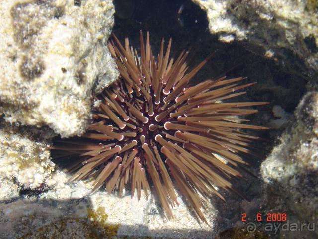 фото Pickalbatros Vita Resort - Portofino Marsa Alam