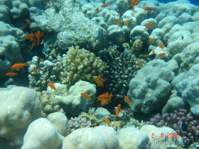 фото Pickalbatros Vita Resort - Portofino Marsa Alam