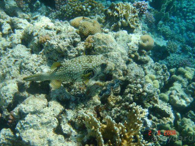 фото Pickalbatros Vita Resort - Portofino Marsa Alam