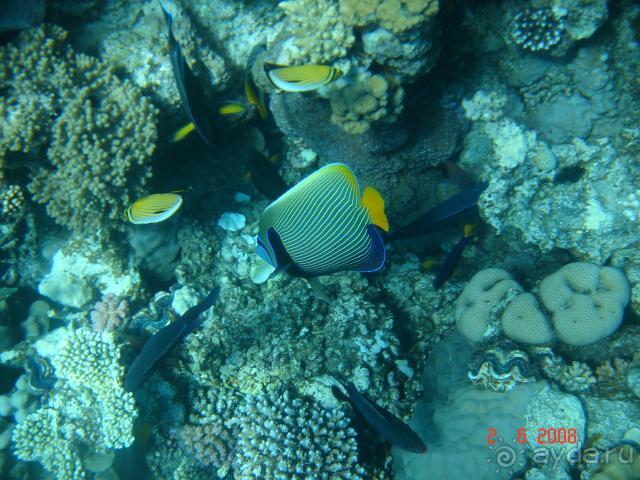 фото Pickalbatros Vita Resort - Portofino Marsa Alam