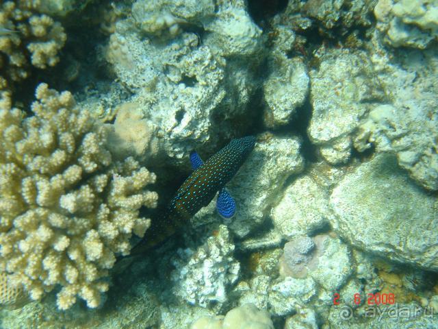 фото Pickalbatros Vita Resort - Portofino Marsa Alam