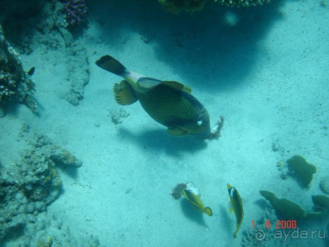 фото Pickalbatros Vita Resort - Portofino Marsa Alam