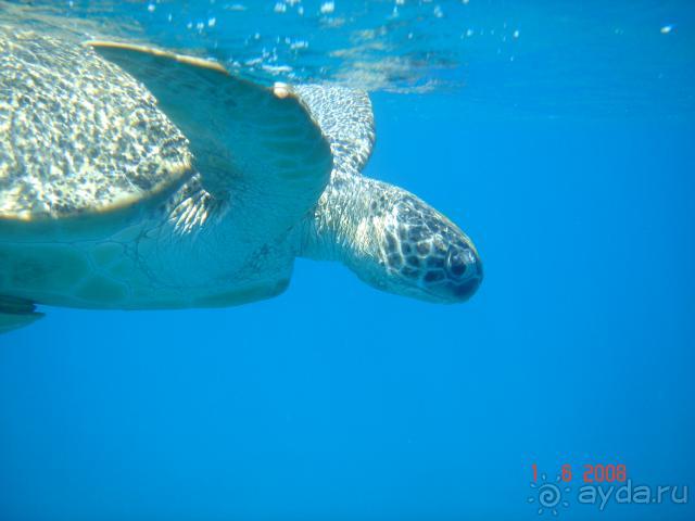 фото Pickalbatros Vita Resort - Portofino Marsa Alam