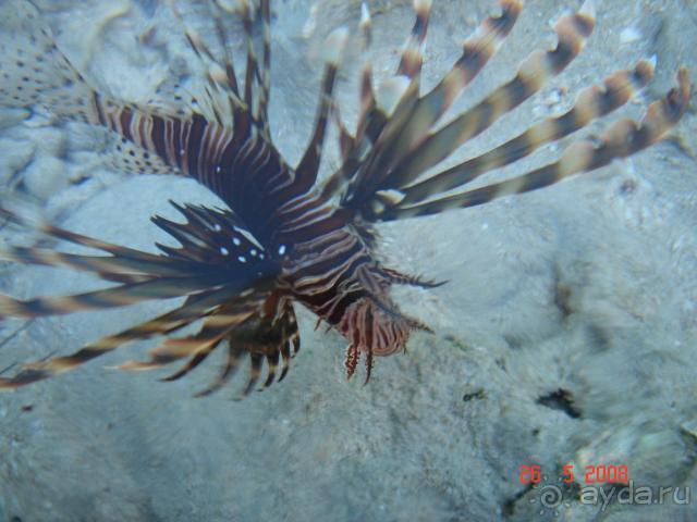 фото Pickalbatros Vita Resort - Portofino Marsa Alam