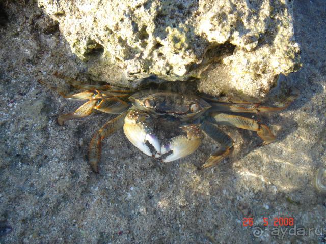 фото Pickalbatros Vita Resort - Portofino Marsa Alam