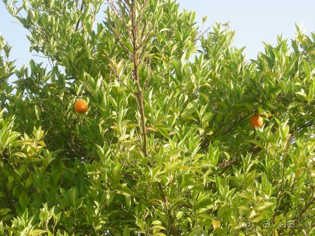 Отель супер, но многим не нравится!Не знаю почему!