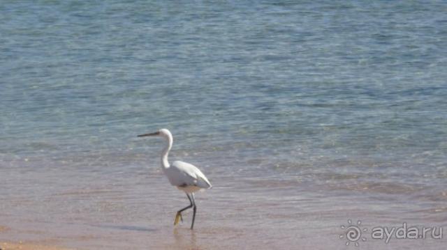 фото Royal Savoy Sharm El Sheikh