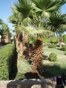 Beach Albatros Garden (ex.Albatros Resort)