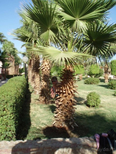 фото Albatros Aqua Park Resort