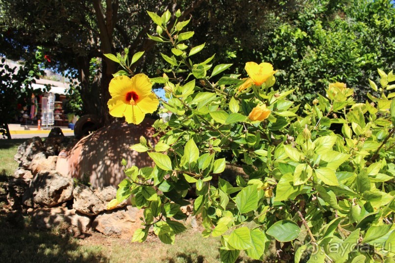 "Отель капиталистов"