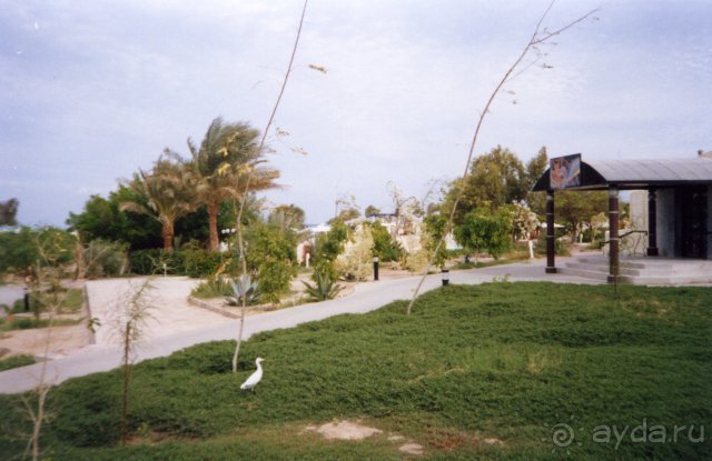 Отель Coral Beach Rotana Resort 4*