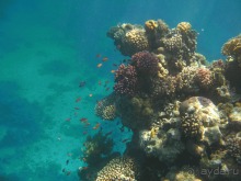 фото Faraana Reef Resort