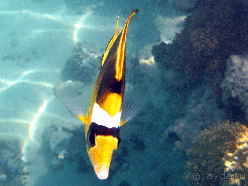 Риф - супер, красивая территория,сервис - слабоват