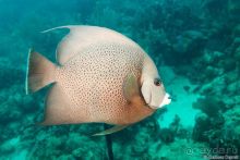 Центральная Америка - Гватемала, Гондурас, Сальвадор 2014-15