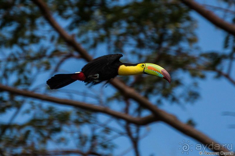 Центральная Америка - Гватемала, Гондурас, Сальвадор 2014-15