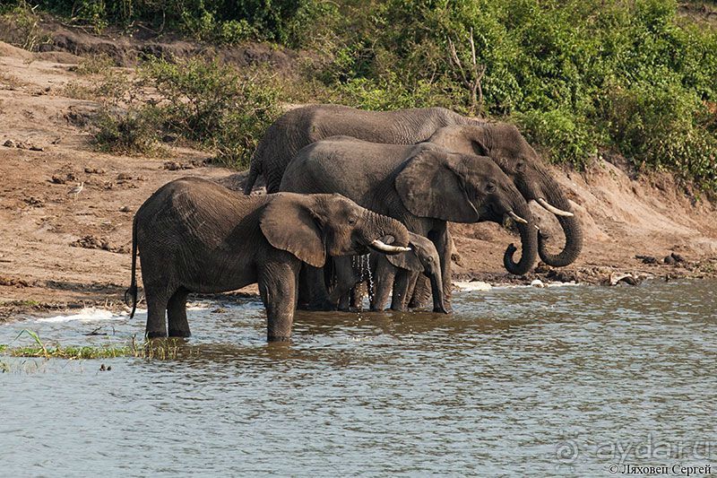 Восточная Африка: Уганда, Руанда и немножко ОАЭ 2015-16 