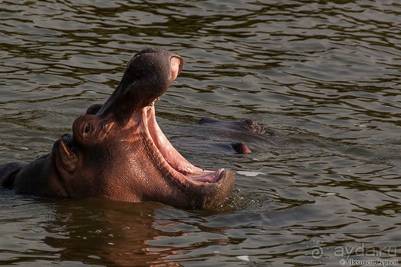 Восточная Африка: Уганда, Руанда и немножко ОАЭ 2015-16 