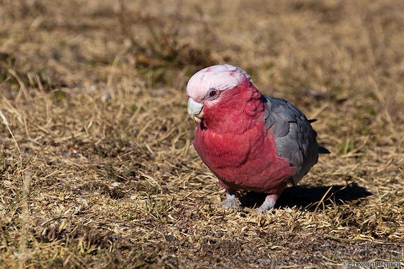 Пересечение Австралии через пустыню
