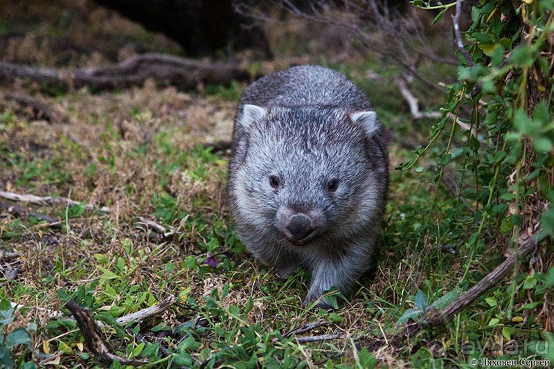 Пересечение Австралии через пустыню