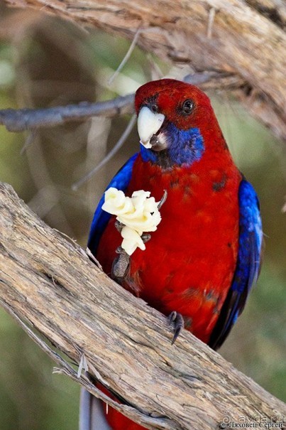 Пересечение Австралии через пустыню