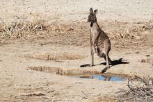 Пересечение Австралии через пустыню