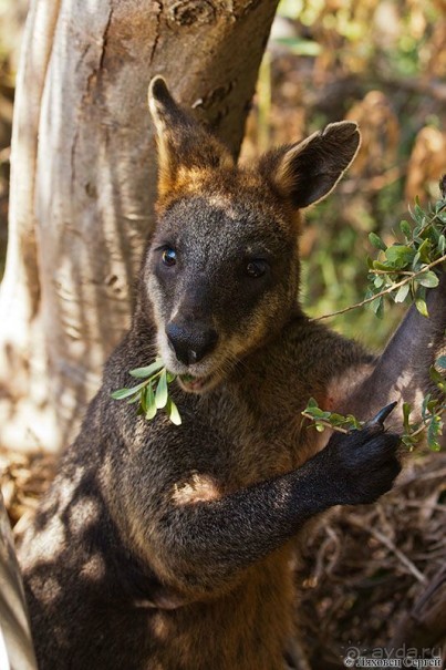 Пересечение Австралии через пустыню