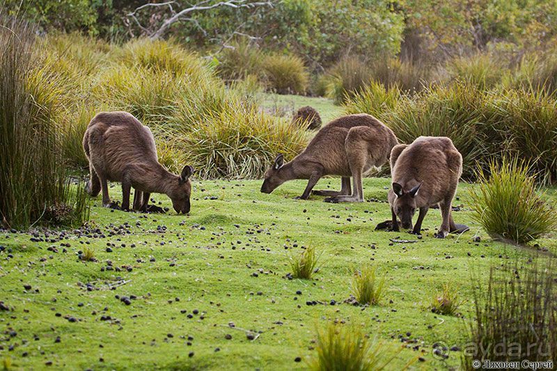 Пересечение Австралии через пустыню